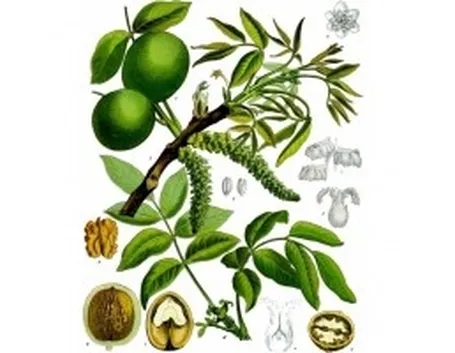 Le parti dell'albero della noce.