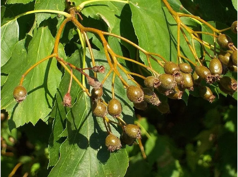 Sorbe maturazione