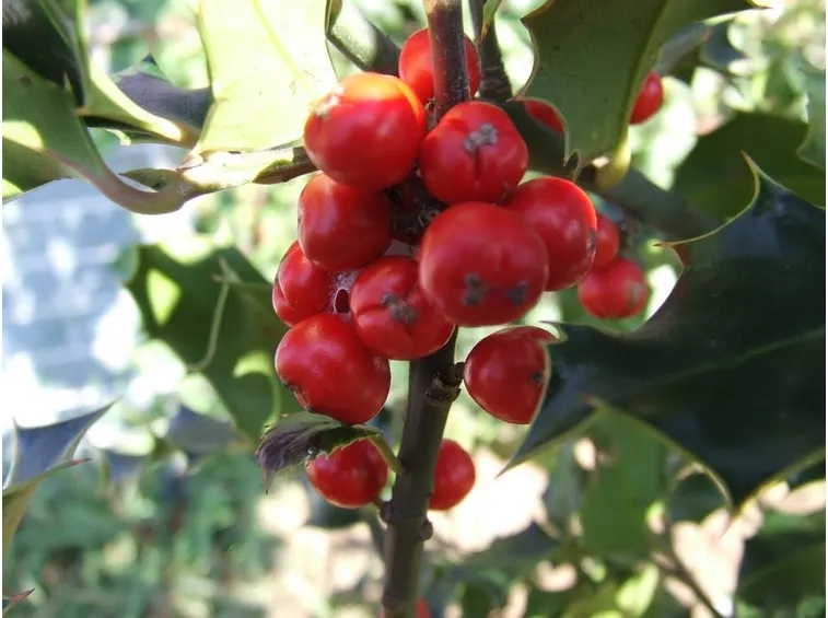 Frutti sorbo