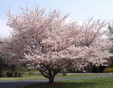 Albero di ciliegio in fiore