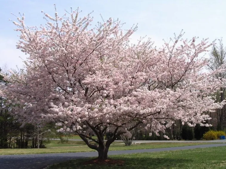 Albero di ciliegio in fiore