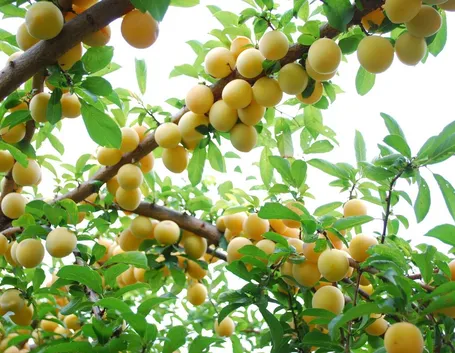 Un albero da frutto sano