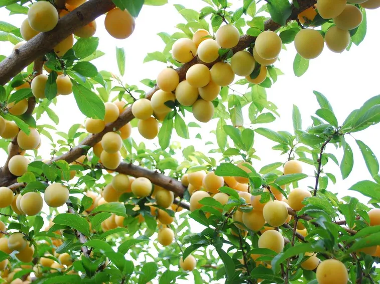 Un albero da frutto sano