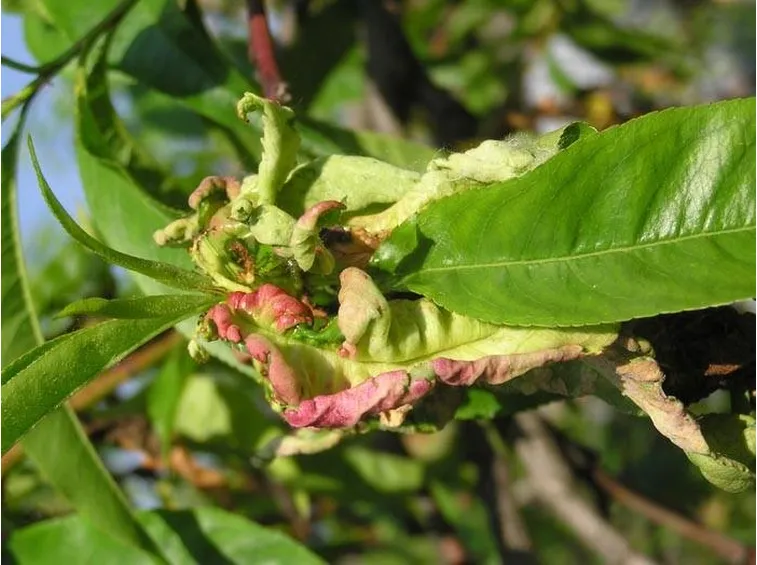 Foglie di pesco colpite dalla bolla