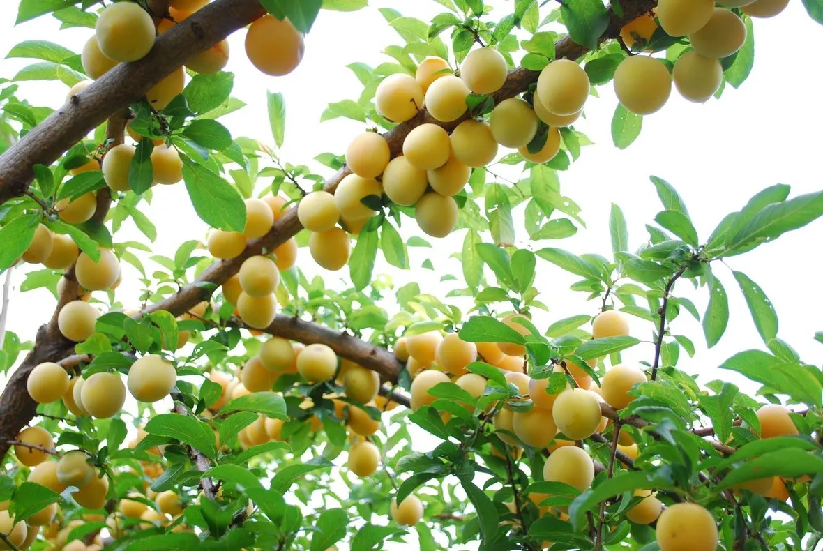 Un albero da frutto sano
