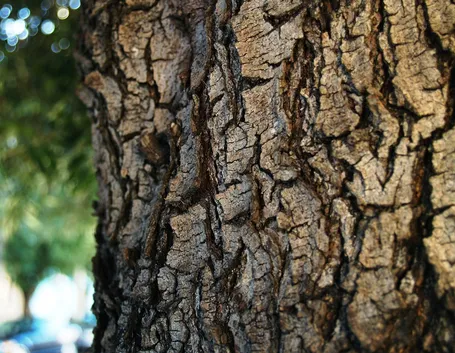 Un albero di ulivo nel suo vaso