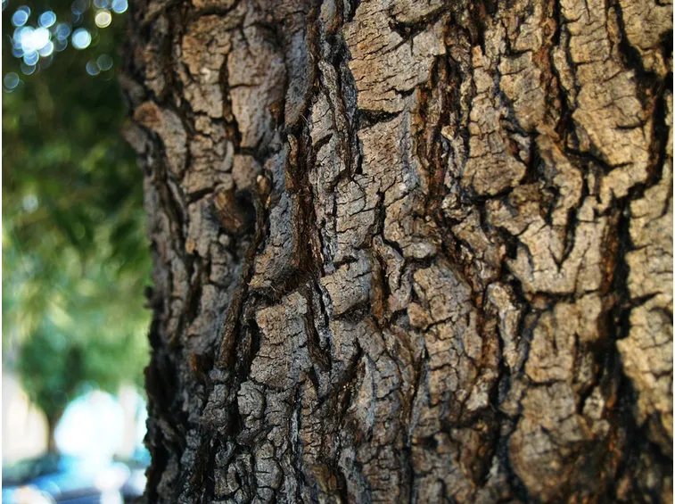 Un albero di ulivo nel suo vaso