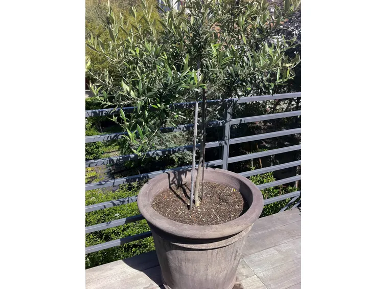 Il vaso per l'ulivo deve essere adeguato e non troppo piccolo