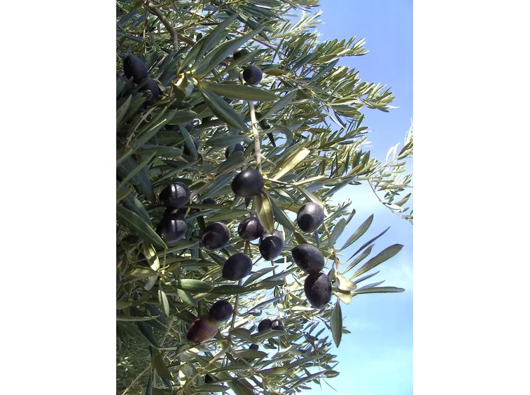 Una buona concimazione può aiutare la pianta a fruttificare