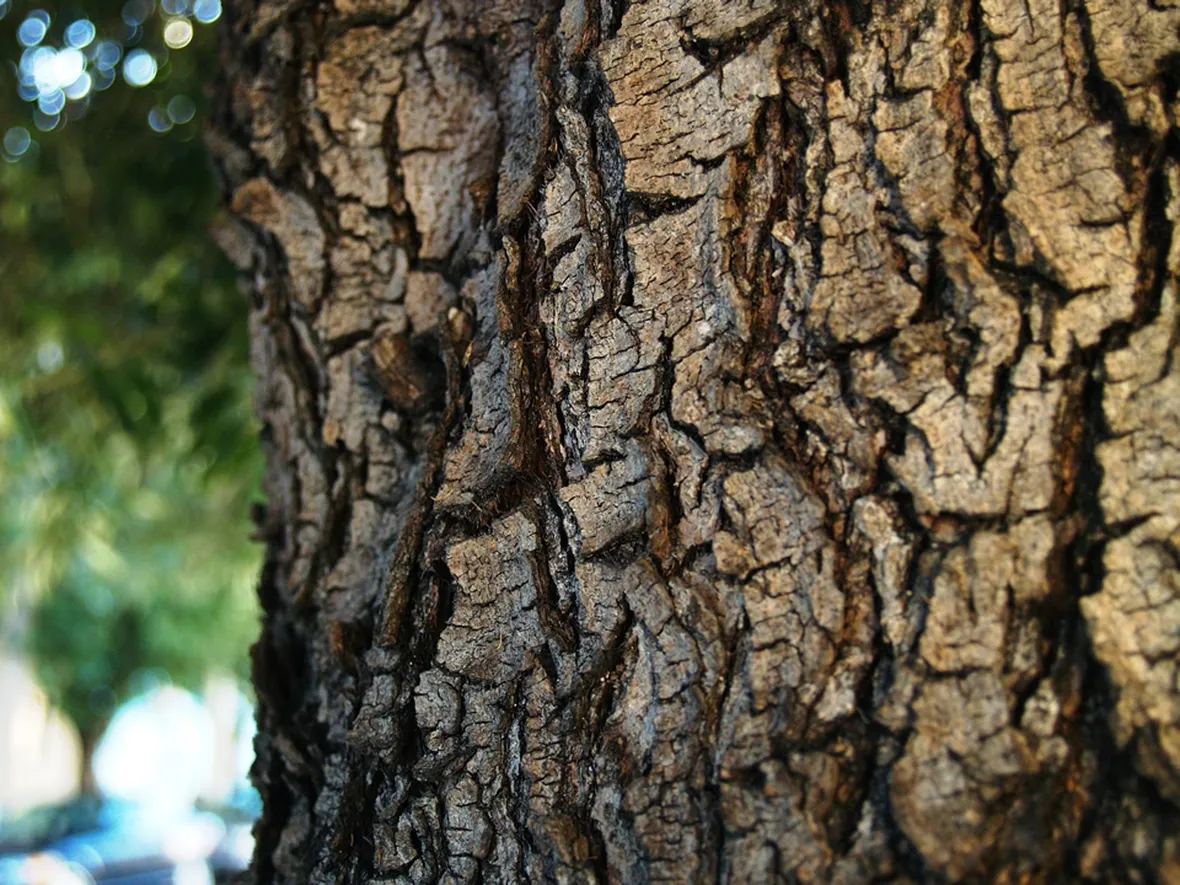 Un albero di ulivo nel suo vaso
