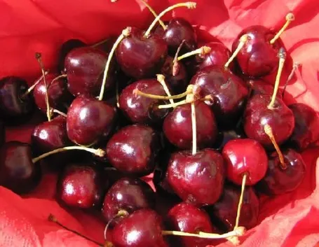 Varietà di ciliegia Durone Nero di Vignola