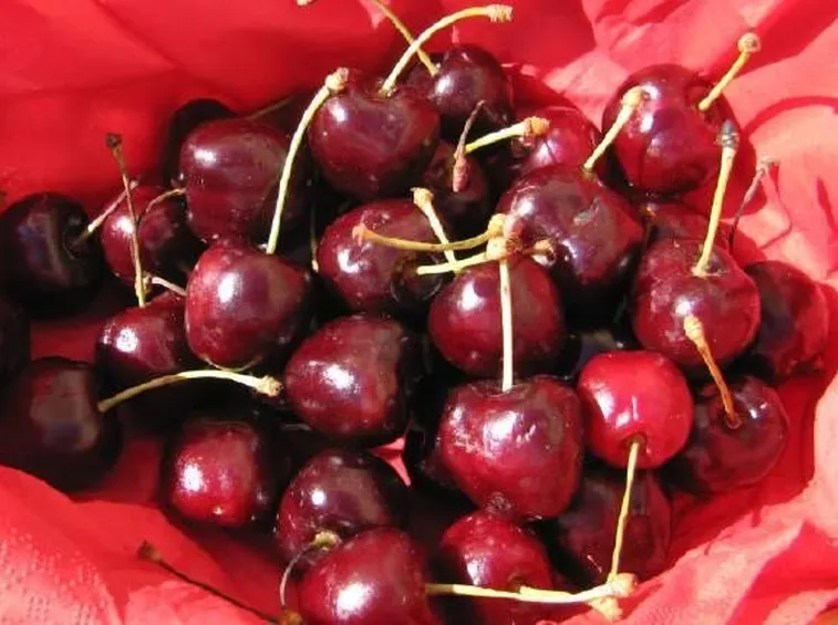 Varietà di ciliegia Durone Nero di Vignola