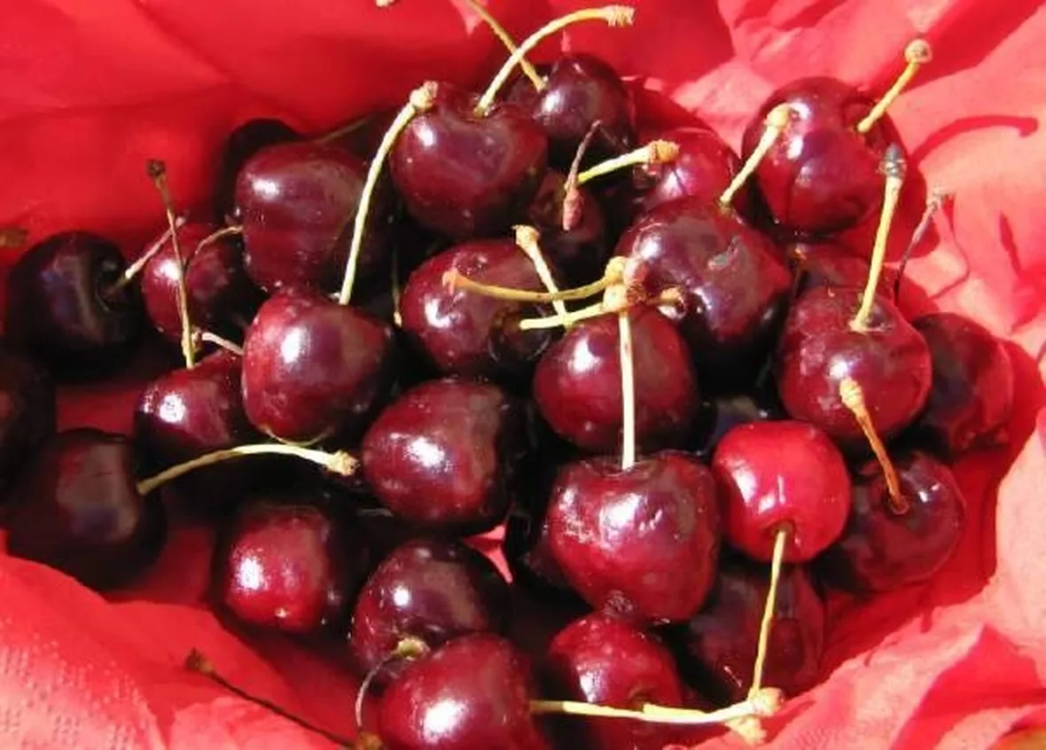 Varietà di ciliegia Durone Nero di Vignola