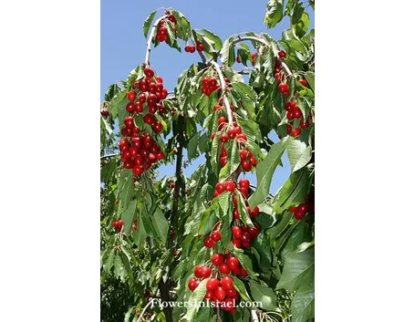 Prunus cerasus