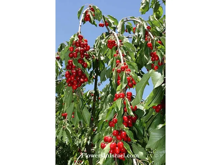 Prunus cerasus