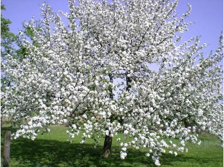 Fioritura del ciliegio