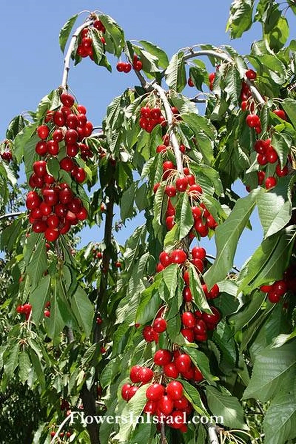Prunus cerasus