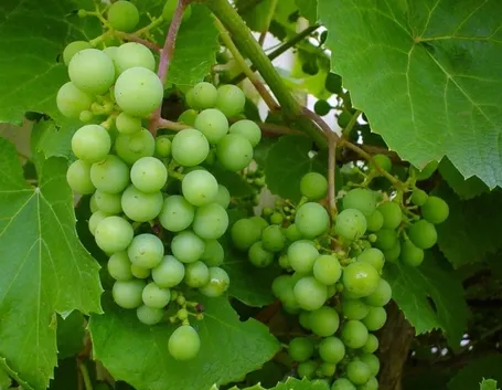 Frutti vite