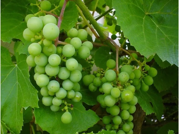Frutti vite
