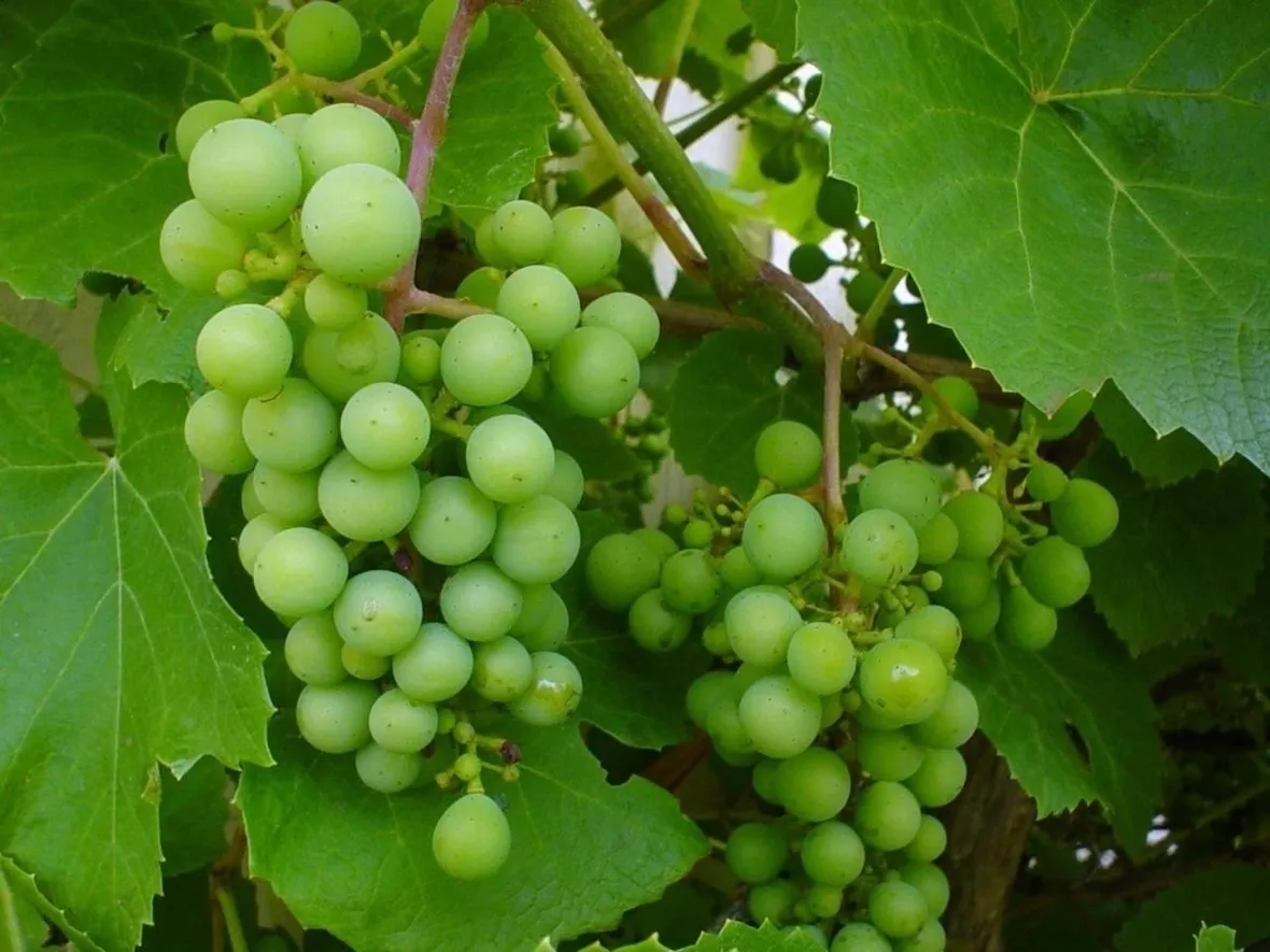 Frutti vite