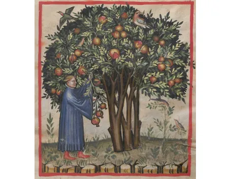 Il melograno ha origini antiche