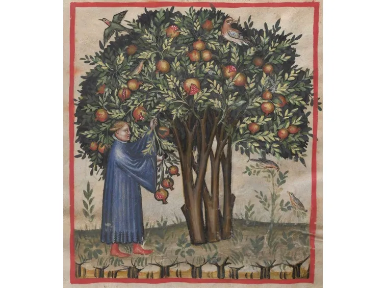Il melograno ha origini antiche