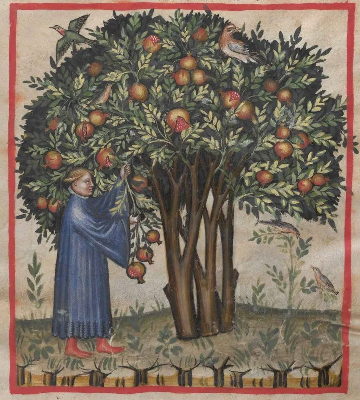 Il melograno ha origini antiche