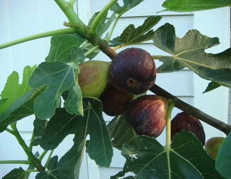 Albero di fico