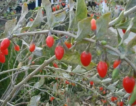 Pianta di Goji e i suoi frutti