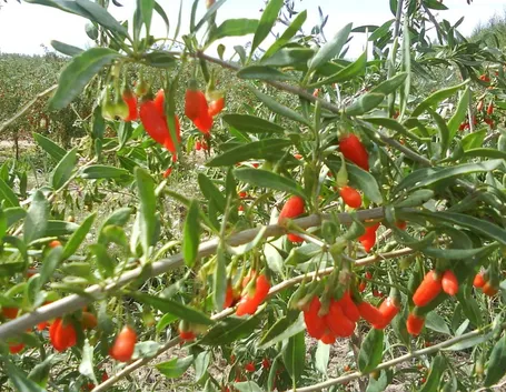 Arbusto di Lycium barbarum