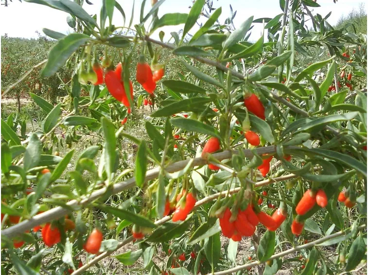 Arbusto di Lycium barbarum
