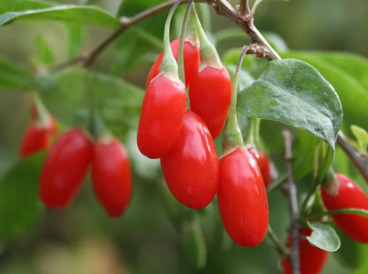 Bacche di Goji
