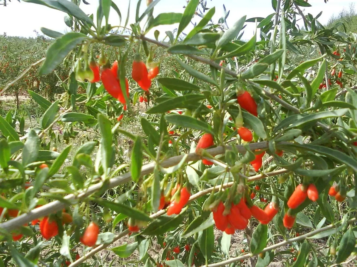 Arbusto di Lycium barbarum