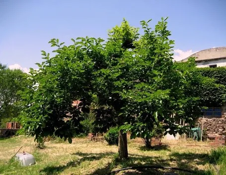 Un albero di Diospyros kaki