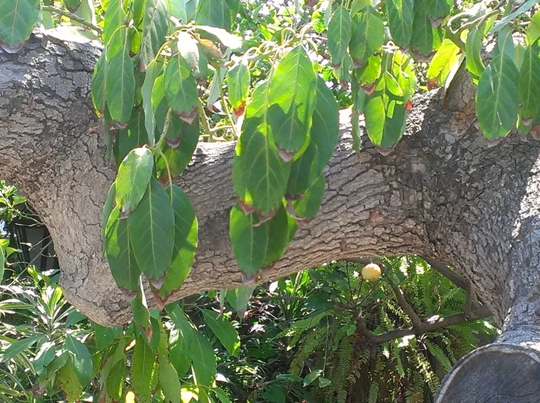 Albero di avocado dopo la coltivazione domestica