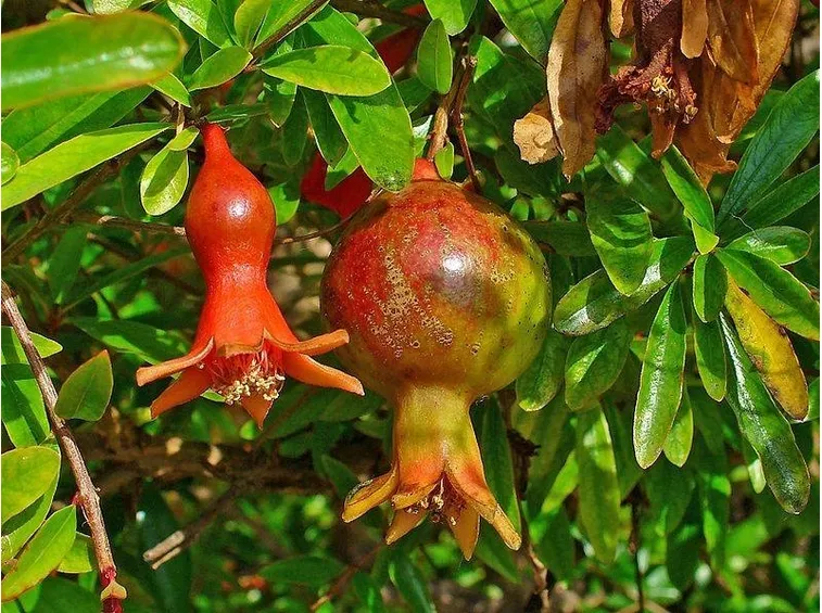 Piante di melograno