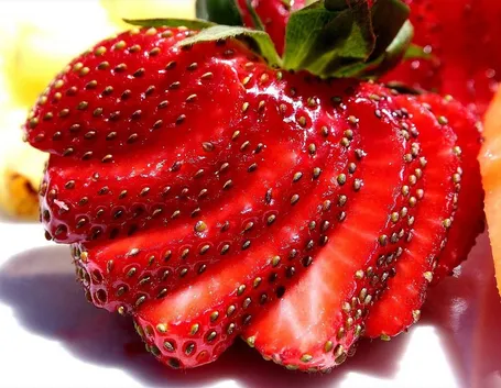 Piantine di fragole