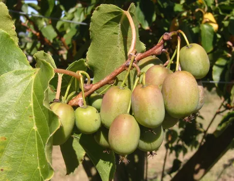 Kiwi in maturazione