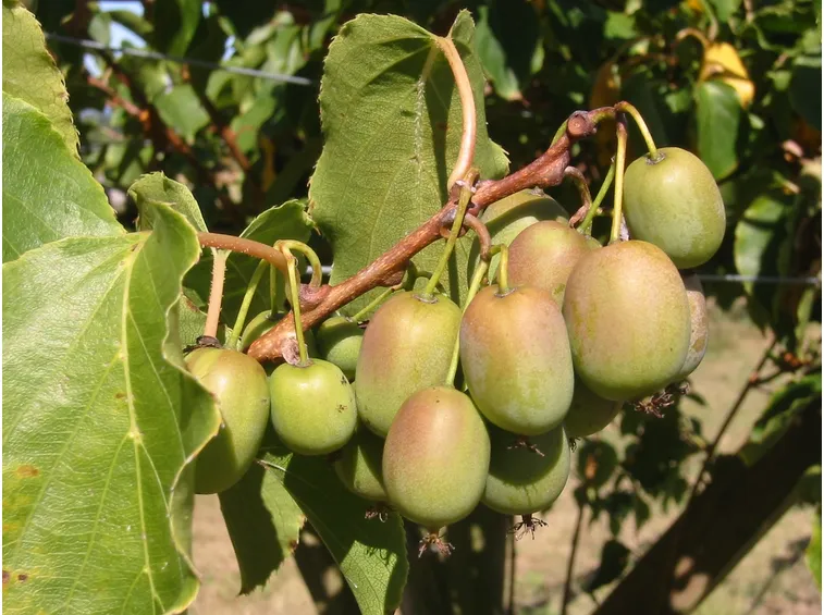 Kiwi in maturazione