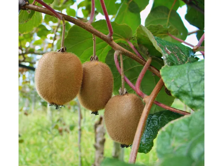 Kiwi pronti per la raccolta