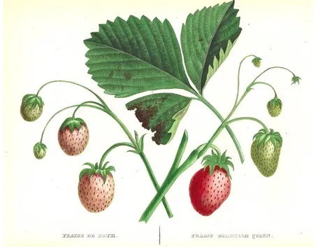 disegno botanico della fragola fragaria