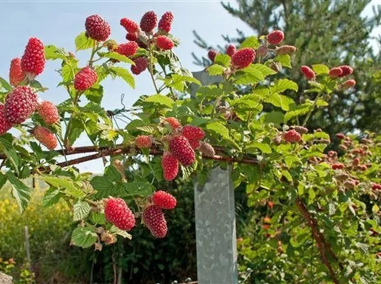 Il lampone si presta bene alla coltivazione dei frutti di bosco