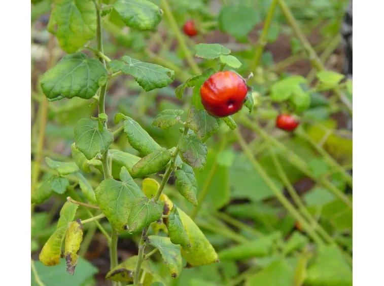 lBacche dei frutti di bosco