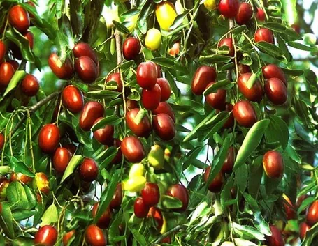 Piante giuggiole