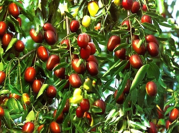 Piante giuggiole
