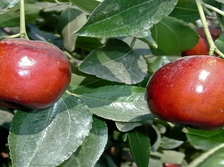 Frutti giuggiolo