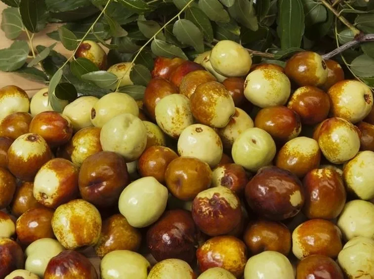 Giuggiole frutti