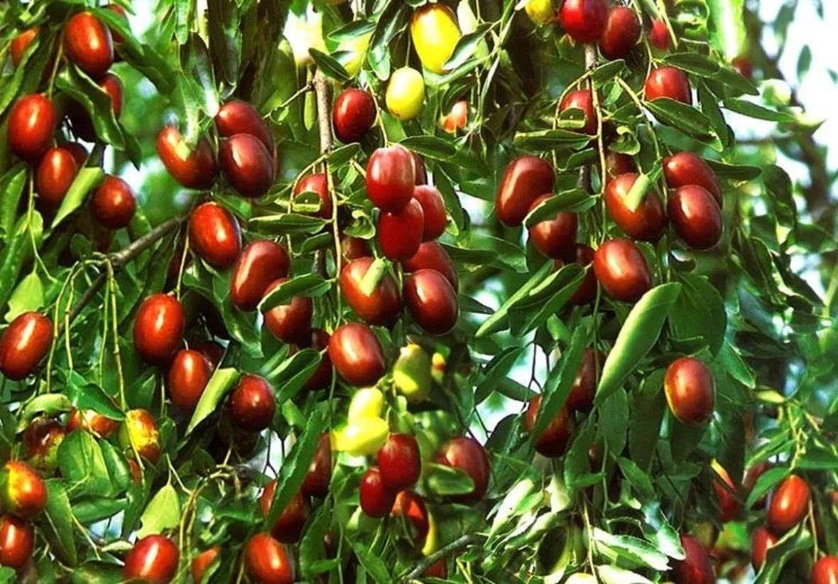 Piante giuggiole