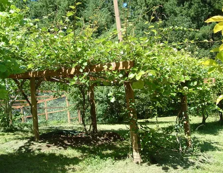 piante di kiwi