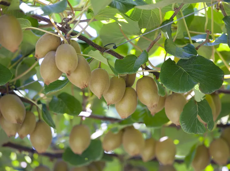 kiwi maturi